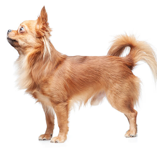 Golden long 2025 haired chihuahua